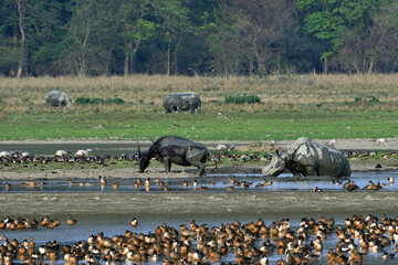 View Of Pobitora Wildlife Sanctuary With Asiatic Water Buffalo, Greater One Horned Rhino And...