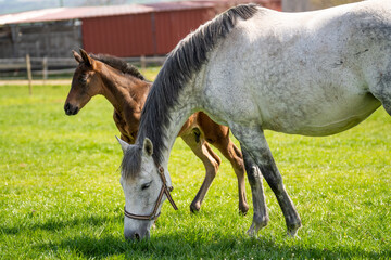 White mare eating grass while foal looks around in the background