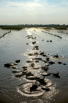 Herd of buffalo swimming in Nong Han Lake, Sakon Nakhon, Thailand