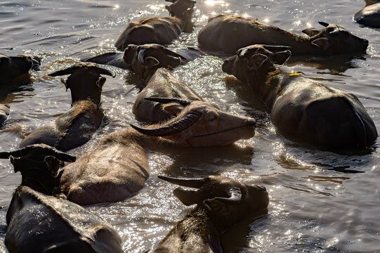 Herd of buffalo swimming in Nong Han Lake, Sakon Nakhon, Thailand