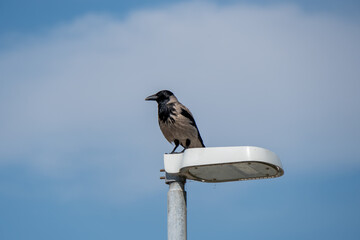Krähe sitzt auf einer Laterne