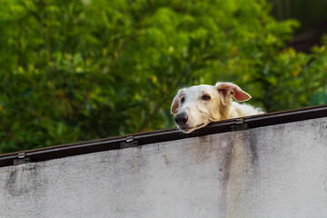 Cachorro IMG_8782