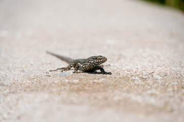 Eidechse auf einem Stein