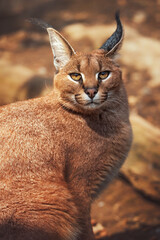 portrait of a caracal