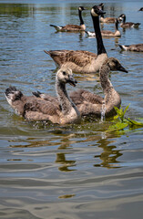 goose family baby