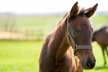 Portrait of beautiful brown foal in the meadow