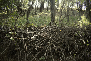 Roots in the forest 
