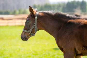 Portrait of a beautiful brown foal in the meadow 