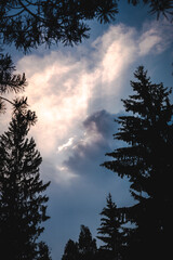 Obraz premium sunset in the woods