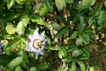 passion flower