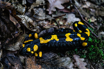 Europaean fire salamander (Salamandra salamandra) Romania, Sibiu county