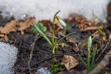Beautiful first spring flower, close up. Spring snowdrops rising out from the white snow