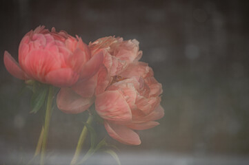 soft focus peonies shot through diffusion © Mary Lynn Strand