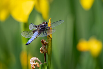 Close up of a  beautiful Dragonfly - Libellula Depressa - on yellow iris flower bud with striking blue abdomen