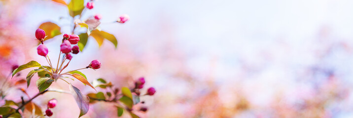 Apple blossoms on the background of the sky in the rays of sunlight