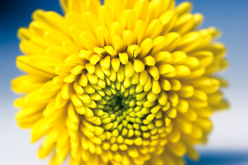 Beautiful small yellow chrysanthemum isolated on a deep blue blurry background. Macro shot of bright spring flower petals. Yellow mums flowers image. Amazing natural background. Flower power concept. 