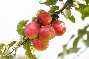 Red ripe apples on a tree in sunny weather