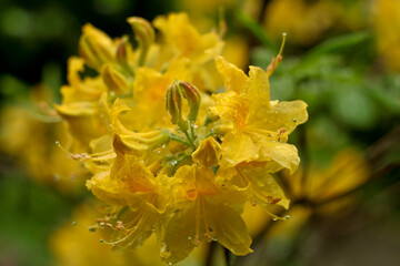 flowers, trees, nature, macro, colors, beauty  
