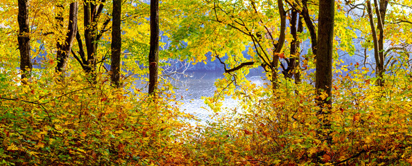 Picturesque corner of the autumn forest by the river. Golden autumn in the forest