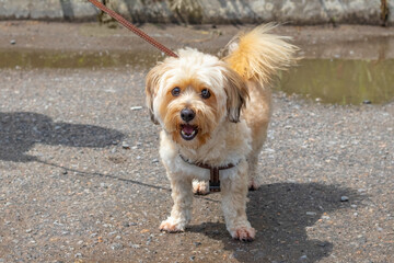A small shaggy Ukrainian odyssey dog on a leash while walking