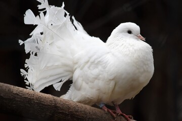 white pigeon on the ground
