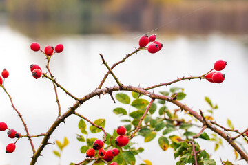 Dog rose fruits (Rosa canina) in nature. Red rose hips on bushes with blurred background