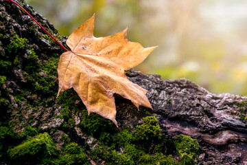 Dry autumn maple leaf on a stump in the forest