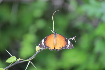 butterfly on a leaf