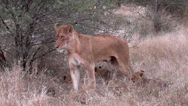 A lioness stands up after resting with her cubs in the dry grass in The Greater Kruger National Park.