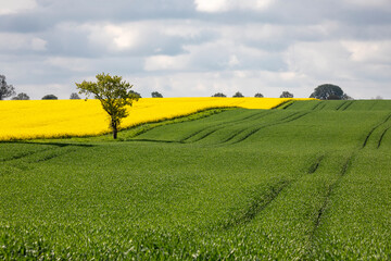 hills and field in summer