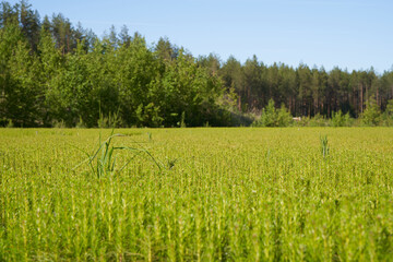 Fototapeta premium field of spruce