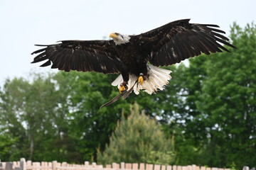 Weißkopfseeadler im Flug