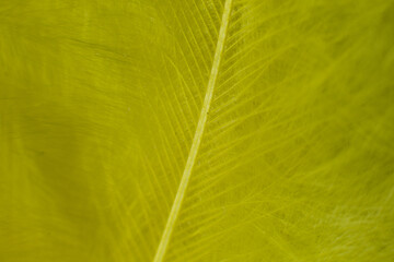 a yellow a feather close-up macro background