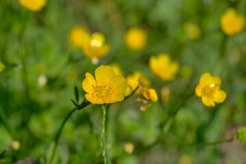 Obraz premium Yellow wild flower on a blurred green background.