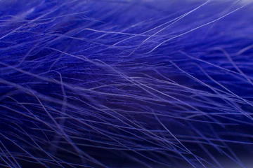 Fotobehang a blue feathers close-up a macro background © dyachenkopro