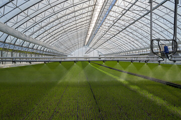 Fototapeta premium system in a greenhouse 