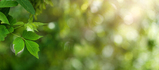 Fototapeta na wymiar Green leaves on a natural green bokeh background in sunlight