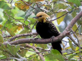 yellow billed hornbill