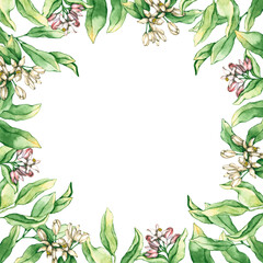Frame with watercolor lemon and orange flowers and leaves. Hand drawn illustration is isolated on white. Floral composition is perfect for natural design, label, logo, wedding invitation