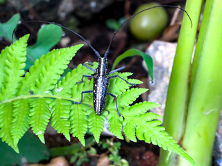 butterfly on a leaf