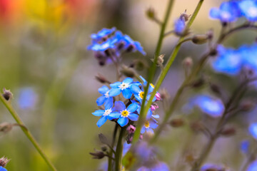 Beautiful forget-me-not (Myosotis scorpioides) flowers. Charming five-petaled blue blooms in spring. Flowering plants in the garden, flower bed. Native wildflowers in flowering garden. Plants care. 