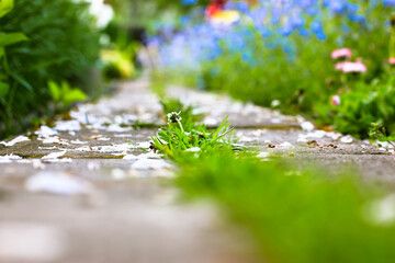 A path dotted with white petals in a blooming garden. Different flowers are planted along a path - forget-me-nots, tulips, daffodils. A garden in a springtime. Garden or Landscape. Combining plants. 