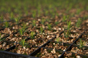 close up of a spruce