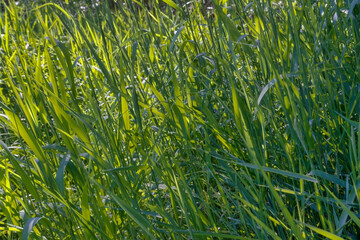 Young green grass in spring. Fresh green grass close up nature background.