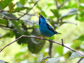 Bukowski The Bluebird