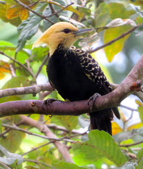 yellow billed hornbill