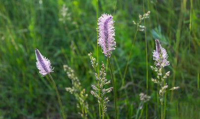 Medium plantain on green blurred background in field