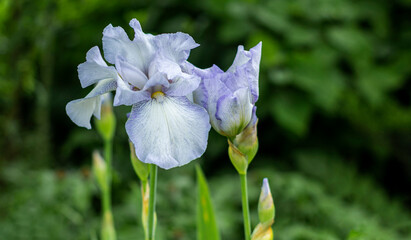 Purple iris flower growing on a flower bed in the city