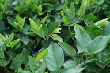 Fototapeta na wymiar green leaves of plants 
