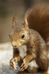Squirrel eating nuts